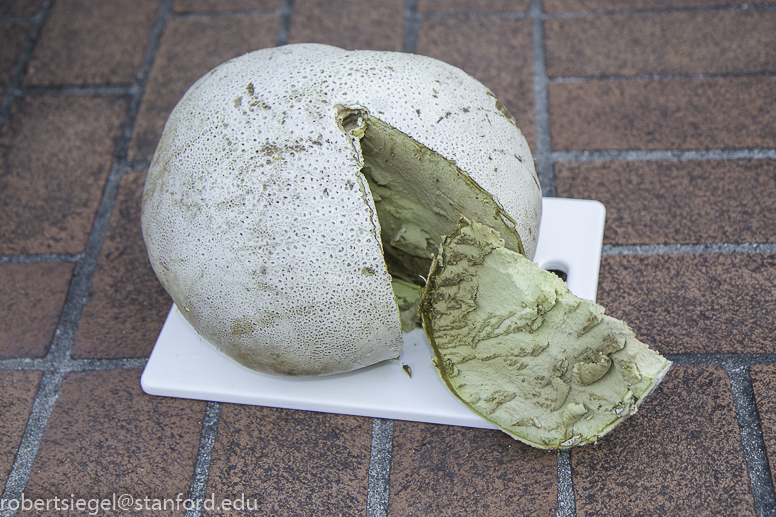 giant puffball